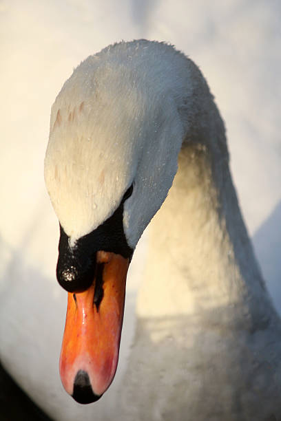 istock Mute Swan's Face in Closeup 636693872