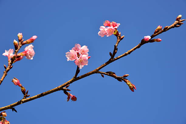 istock Sakura pink flower in Chiang Mai, Thailand 636695406