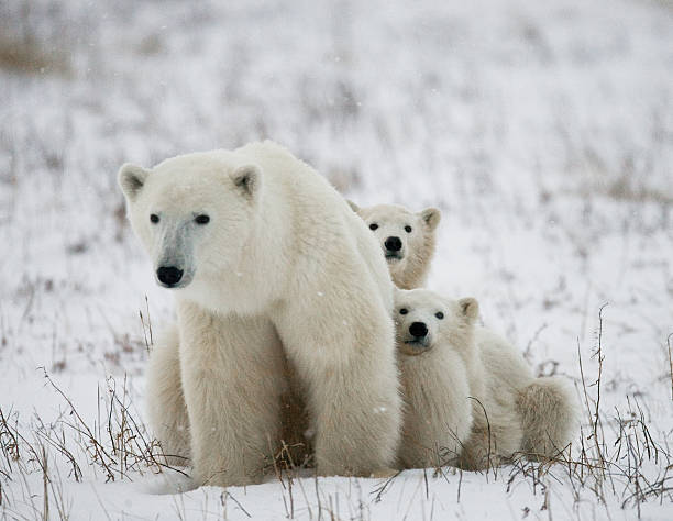 istock Polar bear with a cubs in the tundra. 636695726