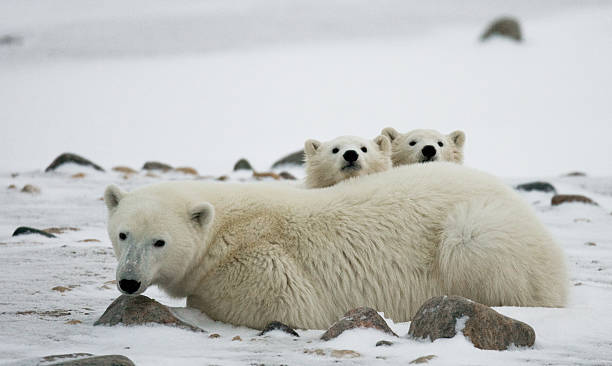 istock Polar bear with a cubs in the tundra. 636695788