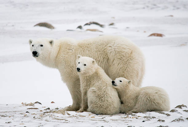 istock Polar bear with a cubs in the tundra. 636695864