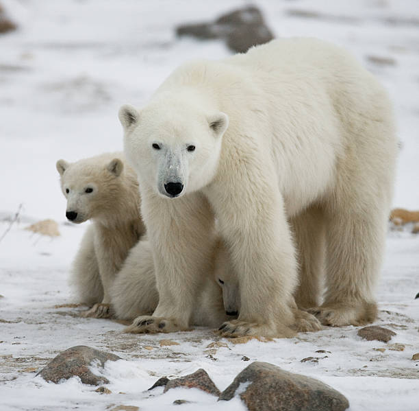 istock Polar bear with a cubs in the tundra. 636696016
