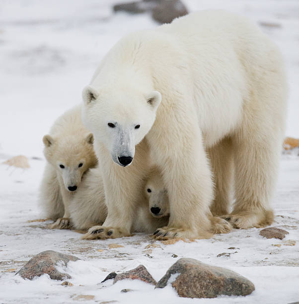 istock Polar bear with a cubs in the tundra. 636696020