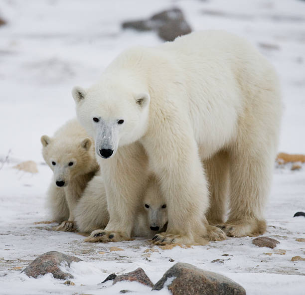 istock Polar bear with a cubs in the tundra. 636696028
