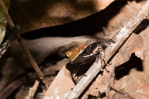 Beautiful small endemic frog brown mantella (Mantidactylus melanopleura) is a species of frog in the Mantellidae family. Masoala National Park, Madagascar wildlife and wilderness