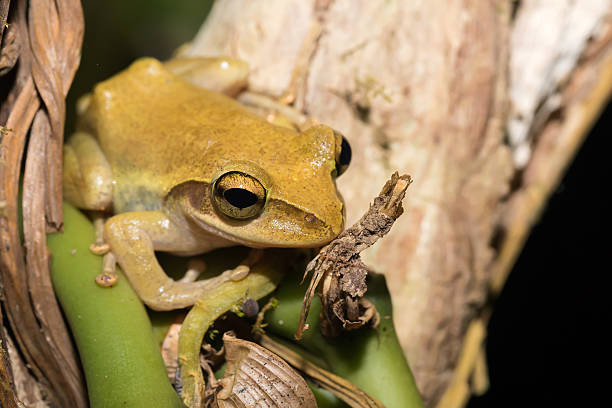 istock Beautiful small frog Boophis rhodoscelis Madagascar 636696672