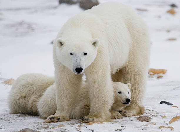 istock Polar bear with a cubs in the tundra. 636697064