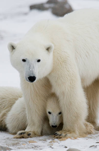 istock Polar bear with a cubs in the tundra. 636697074