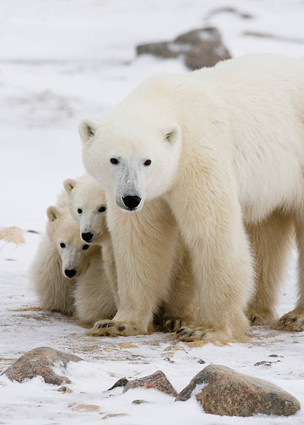 istock Polar bear with a cubs in the tundra. 636697146