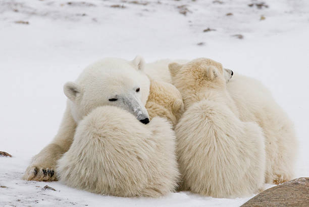 istock Polar bear with a cubs in the tundra. 636697198