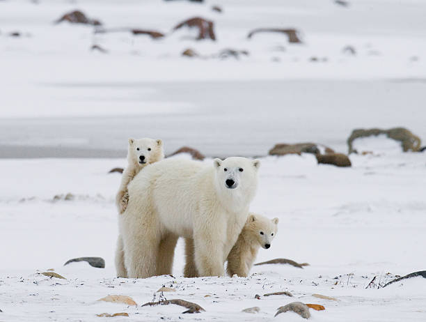 istock Polar bear with a cubs in the tundra. 636698434