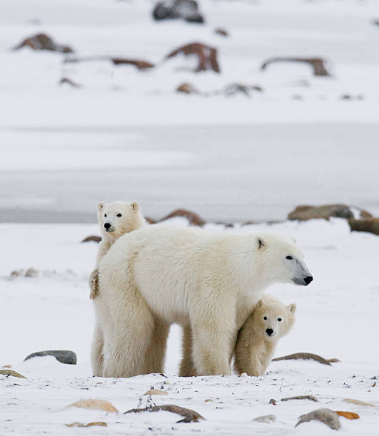 istock Polar bear with a cubs in the tundra. 636698436