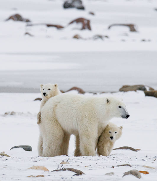 Polar bear with a cubs in the tundra. stock photo