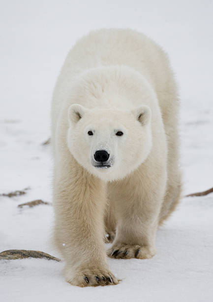 istock Polar bear on the tundra. 636698496