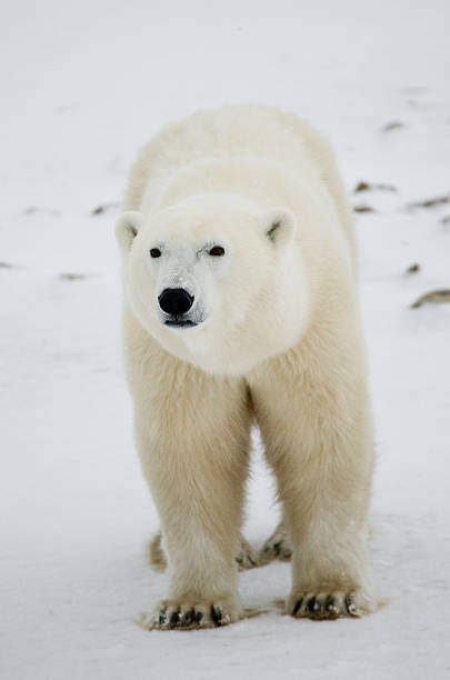 istock Polar bear on the tundra. 636698560