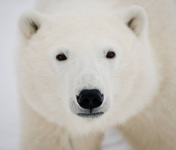 istock Portrait of a polar bear. 636698580