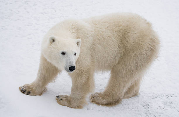 istock Polar bear on the tundra. 636698646
