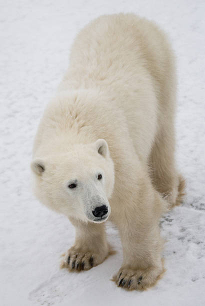 istock Polar bear on the tundra. 636698662