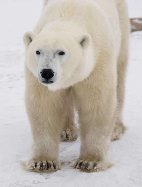 istock Polar bear on the tundra. 636698664
