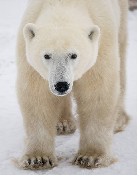 istock Polar bear on the tundra. 636698672
