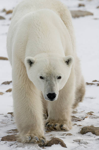 istock Polar bear on the tundra. 636698768