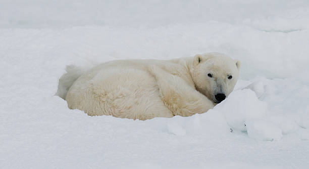 istock Polar bear lying in snow in the tundra. 636698870