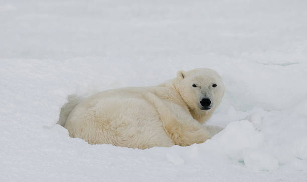istock Polar bear lying in snow in the tundra. 636698888
