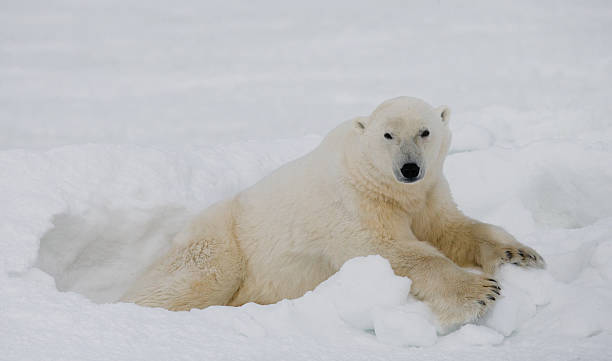 istock Polar bear lying in snow in the tundra. 636698932