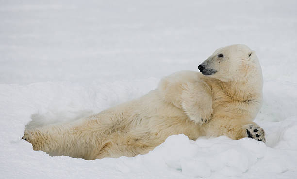 istock Polar bear lying in snow in the tundra. 636698934