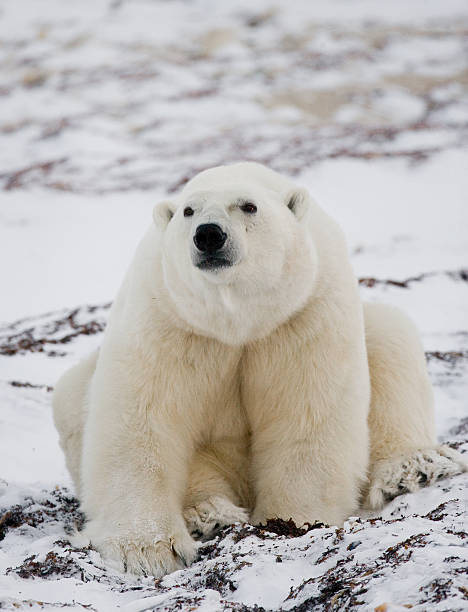 istock Polar bear sitting in the snow on the tundra. 636698962