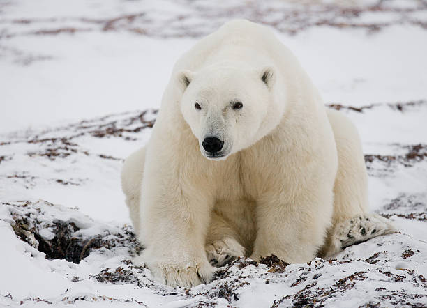istock Polar bear sitting in the snow on the tundra. 636698972