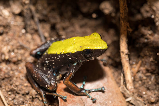 istock black and yellow frog Climbing Mantella, Madagascar 636699006