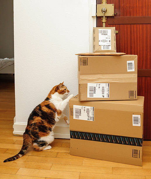 chat curieux inspectant plusieurs boîtes amazon prime - box package delivering mail photos et images de collection