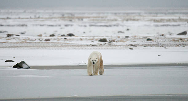 istock Polar bear on the tundra. 636699490