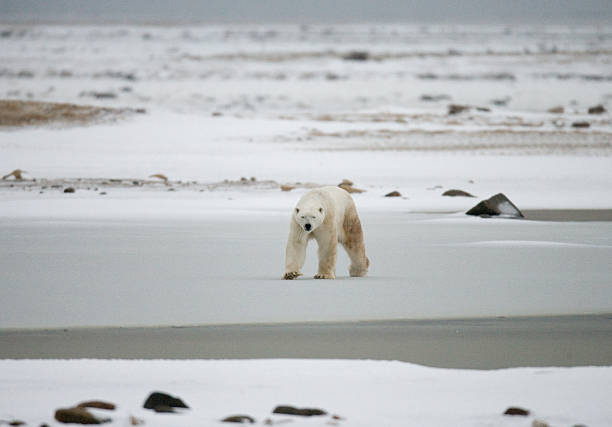 istock Polar bear on the tundra. 636699500