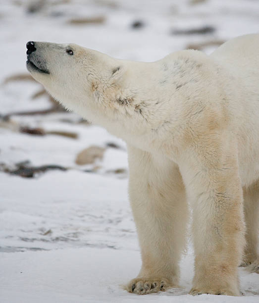 istock Polar bear on the tundra. 636699540