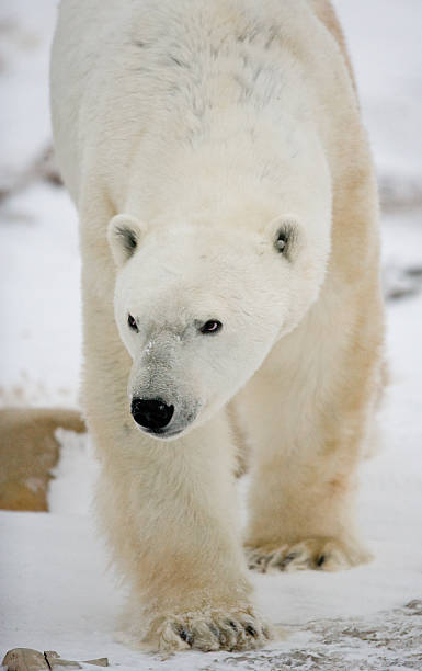 istock Polar bear on the tundra. 636699582