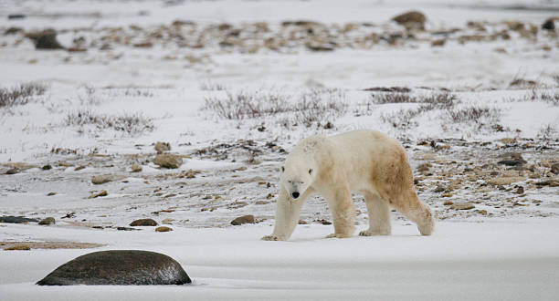 istock Polar bear on the tundra. 636699614