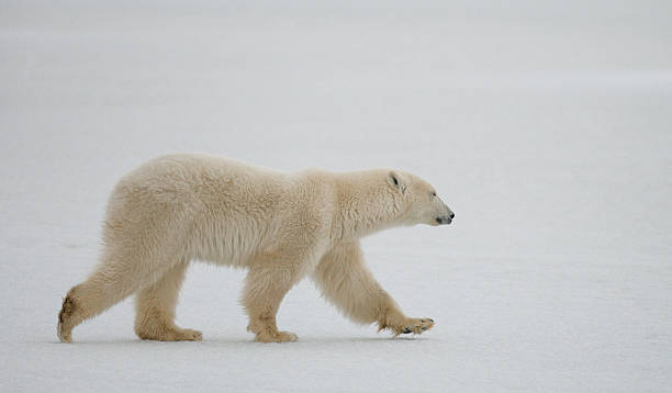 istock Polar bear on the tundra. 636699624