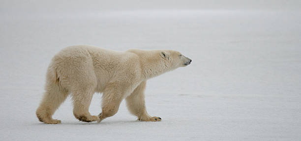 istock Polar bear on the tundra. 636699632