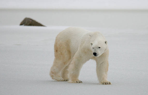 istock Polar bear on the tundra. 636699710