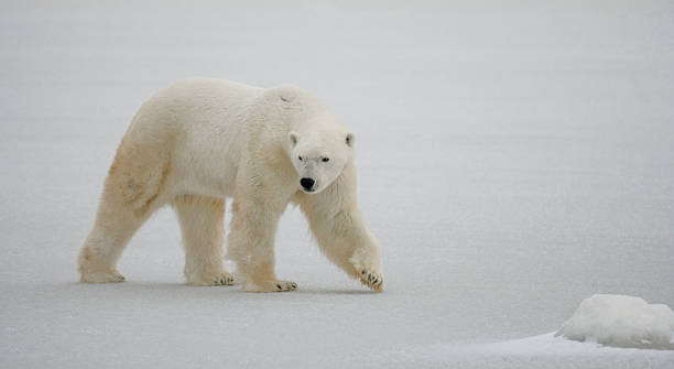 istock Polar bear on the tundra. 636699722