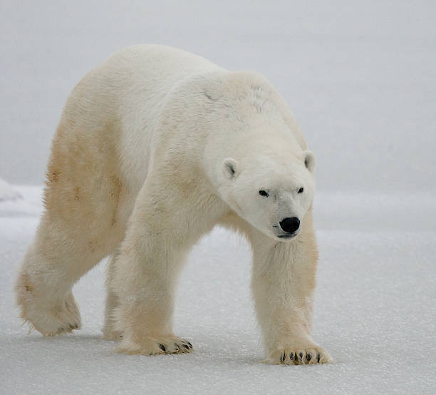 istock Polar bear on the tundra. 636699730