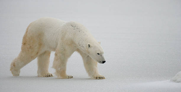 istock Polar bear on the tundra. 636699736