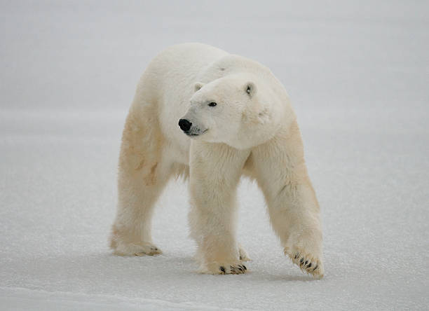 istock Polar bear on the tundra. 636699752