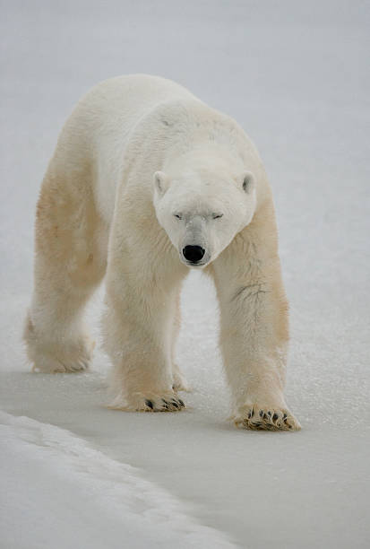 istock Polar bear on the tundra. 636699774