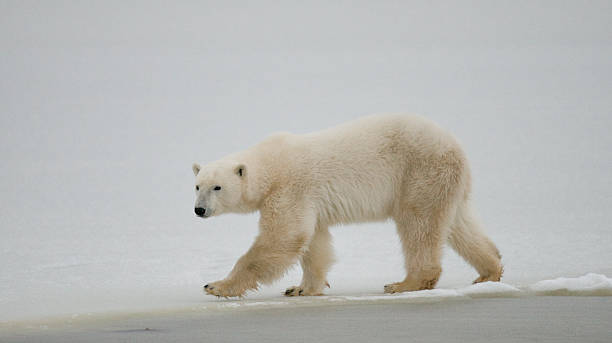 istock Polar bear on the tundra. 636699790