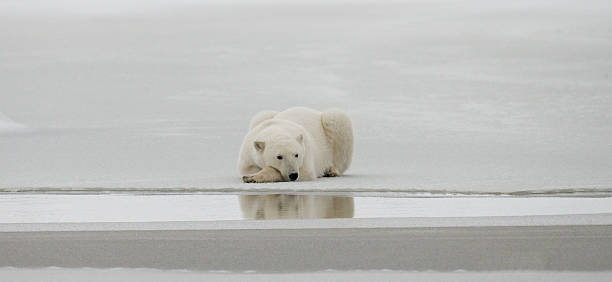 istock Polar bear lying in snow in the tundra. 636699834