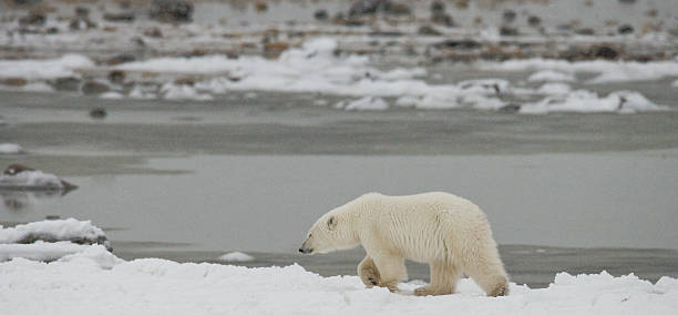 istock Polar bear on the tundra. 636700010