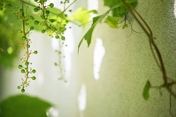 istock bunches of unripe green grapes young 636701700
